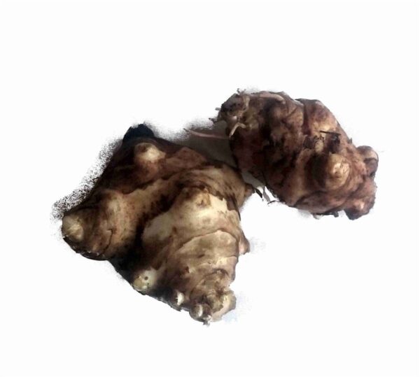topinambur-dwarf-bio-topinambur-dwarf-5-knollen